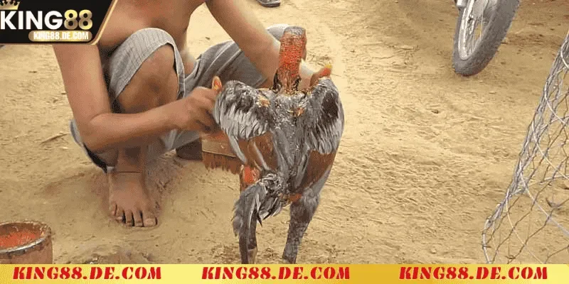 Vào Nghệ Cho Gà Chọi - Bí Quyết Tăng Sức Mạnh Chiến Kê Các bước vào nghệ cho gà chọi