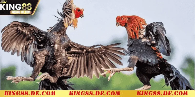 Đá Gà Cựa Dao - Nơi Thể Hiện Bản Lĩnh Của Các Chiến Kê cach tham gia va xem tran dau da ga cua dao