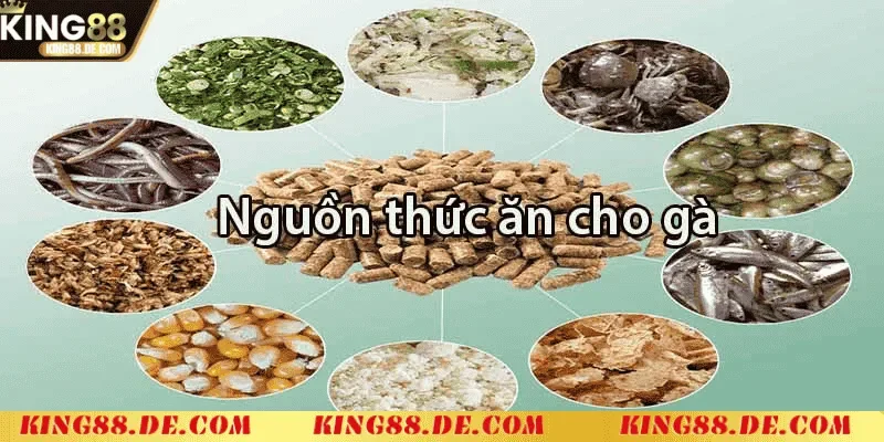 Nuôi Gà Chọi Mới Nở - Kỹ Thuật Chăm Sóc Tốt Nhất Cho Gà Con Chế độ ăn uống cho gà chọi mới nở
