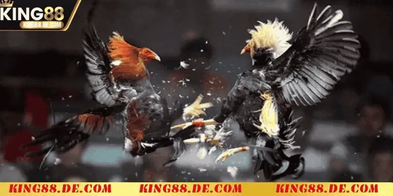 Đá Gà Cựa Sắt - Sân Chơi Khốc Liệt Của Các Chiến Kê Chiến thuật và kinh nghiệm cược