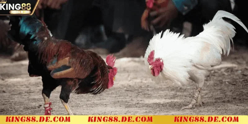 Đá Gà Cựa Dao - Nơi Thể Hiện Bản Lĩnh Của Các Chiến Kê Đá Gà Cựa Dao là gì?