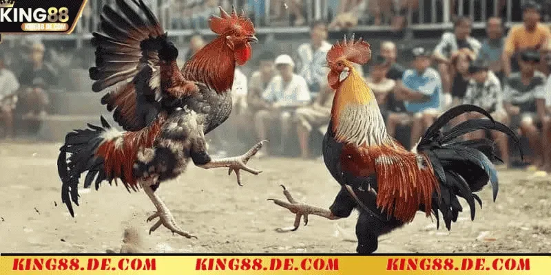 Đá Gà Thomo Campuchia - Chiến Kê Nào Sẽ Là Nhà Vô Địch Đá gà Thomo Campuchia: Cái nhìn tổng quan