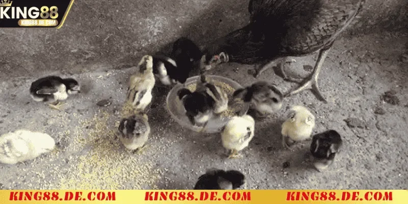 Nuôi Gà Chọi Mới Nở - Kỹ Thuật Chăm Sóc Tốt Nhất Cho Gà Con Đặc điểm sinh lý của nuôi gà chọi mới nở