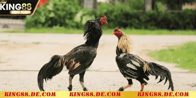 Ép Cân Gà Chọi Khoa Học - Chiến Lược Tối Ưu Thể Trạng huong dan chi tiet cach ep can ga choi hieu qua