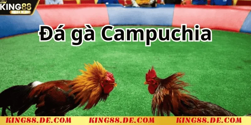 Đá Gà Thomo Campuchia - Chiến Kê Nào Sẽ Là Nhà Vô Địch kinh nghiem ca cuoc da ga thomo campuchia hieu qua