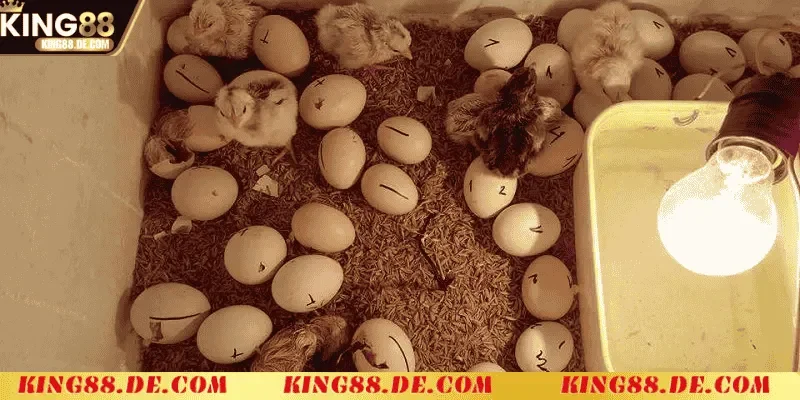 Nuôi Gà Chọi Mới Nở - Kỹ Thuật Chăm Sóc Tốt Nhất Cho Gà Con Kỹ thuật ấp trứng gà chọi