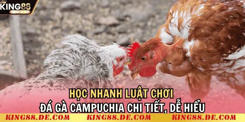 Đá Gà Thomo Campuchia - Chiến Kê Nào Sẽ Là Nhà Vô Địch Luật chơi đá gà Thomo Campuchia
