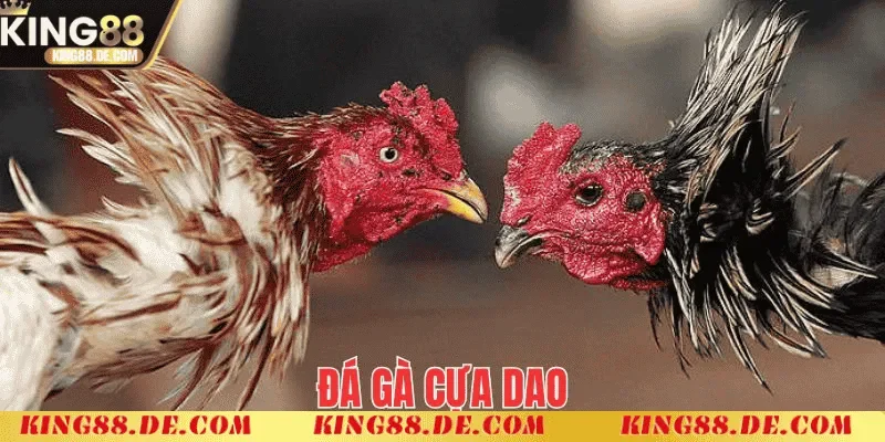 Đá Gà Cựa Dao - Nơi Thể Hiện Bản Lĩnh Của Các Chiến Kê Luật chơi trong đá gà cựa dao