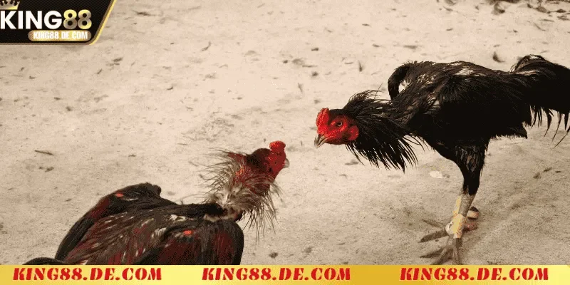 Ép Cân Gà Chọi Khoa Học - Chiến Lược Tối Ưu Thể Trạng mot so luu y khi ep can ga choi ban nen nho