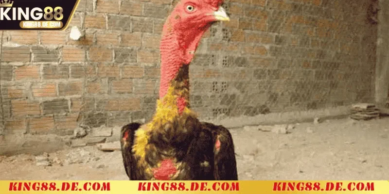 Vào Nghệ Cho Gà Chọi - Bí Quyết Tăng Sức Mạnh Chiến Kê nguyen lieu can thiet de vao nghe cho ga choi