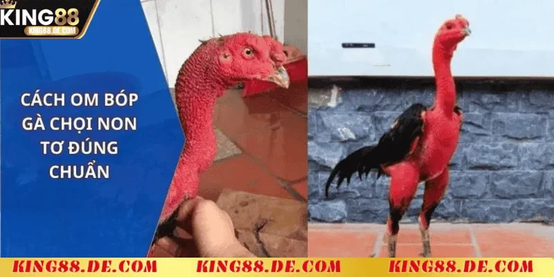 Om Bóp Gà Chọi - Kỹ Thuật Chăm Sóc Gà Chiến Tối Ưu Om bóp gà chọi là gì?