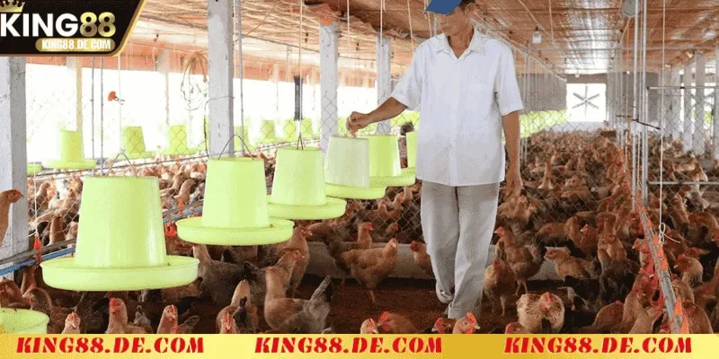 Nuôi Gà Không Bị Bệnh - Bí Quyết Chăm Sóc Gà Khỏe Mạnh quan ly dan ga chuyen nghiep