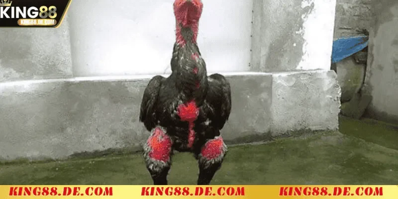 Om Bóp Gà Chọi - Kỹ Thuật Chăm Sóc Gà Chiến Tối Ưu quy trinh om bop ga choi dung ky thuat