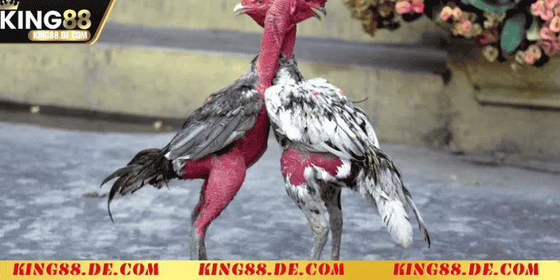 Vào Nghệ Cho Gà Chọi - Bí Quyết Tăng Sức Mạnh Chiến Kê Tác dụng của việc vào nghệ cho gà chọi