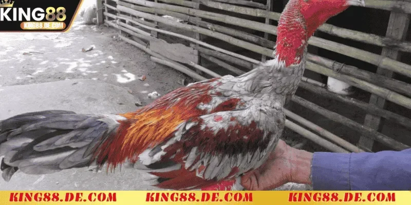 Ép Cân Gà Chọi Khoa Học - Chiến Lược Tối Ưu Thể Trạng Tầm quan trọng của việc ép cân gà chọi khoa học