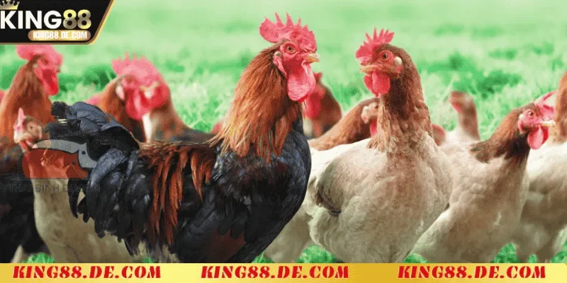 Nuôi Gà Không Bị Bệnh - Bí Quyết Chăm Sóc Gà Khỏe Mạnh Tạo môi trường sống lý tưởng cho gà